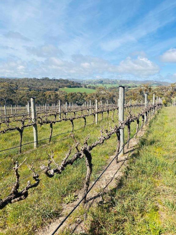 Allusion And Vineyard Units Country house Yankalilla